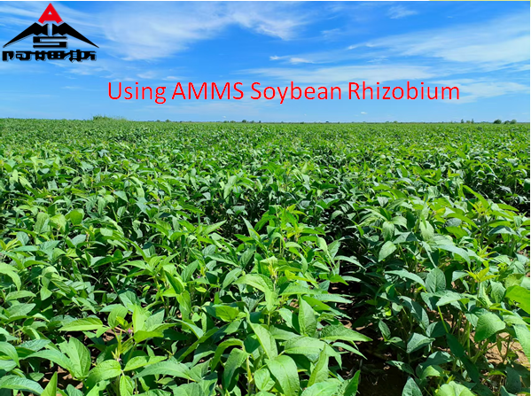 Soybean rhizobium experiment in Heilongjing Province