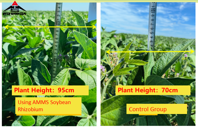 Plant height comparison: with vs without soybean rhizobium application