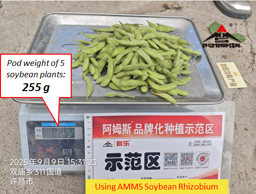 AMMS soybean rhizobium -Pod weights increase: 80%+